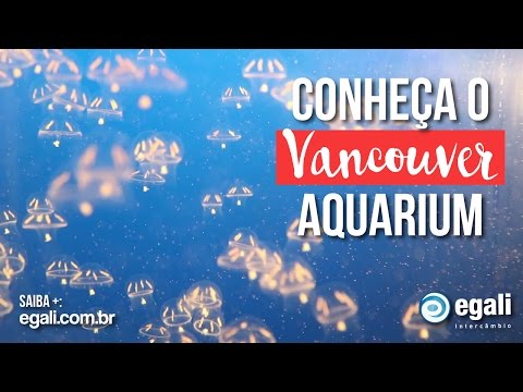 O QUE FAZER EM VANCOUVER - VANCOUVER AQUARIUM